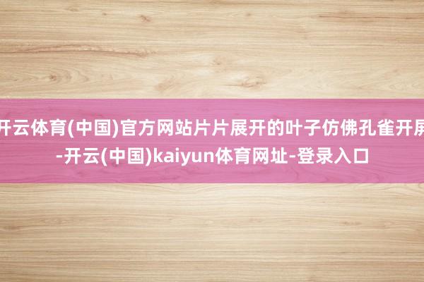 开云体育(中国)官方网站片片展开的叶子仿佛孔雀开屏-开云(中国)kaiyun体育网址-登录入口